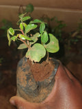 Sweet Myrrh Tree Seedling